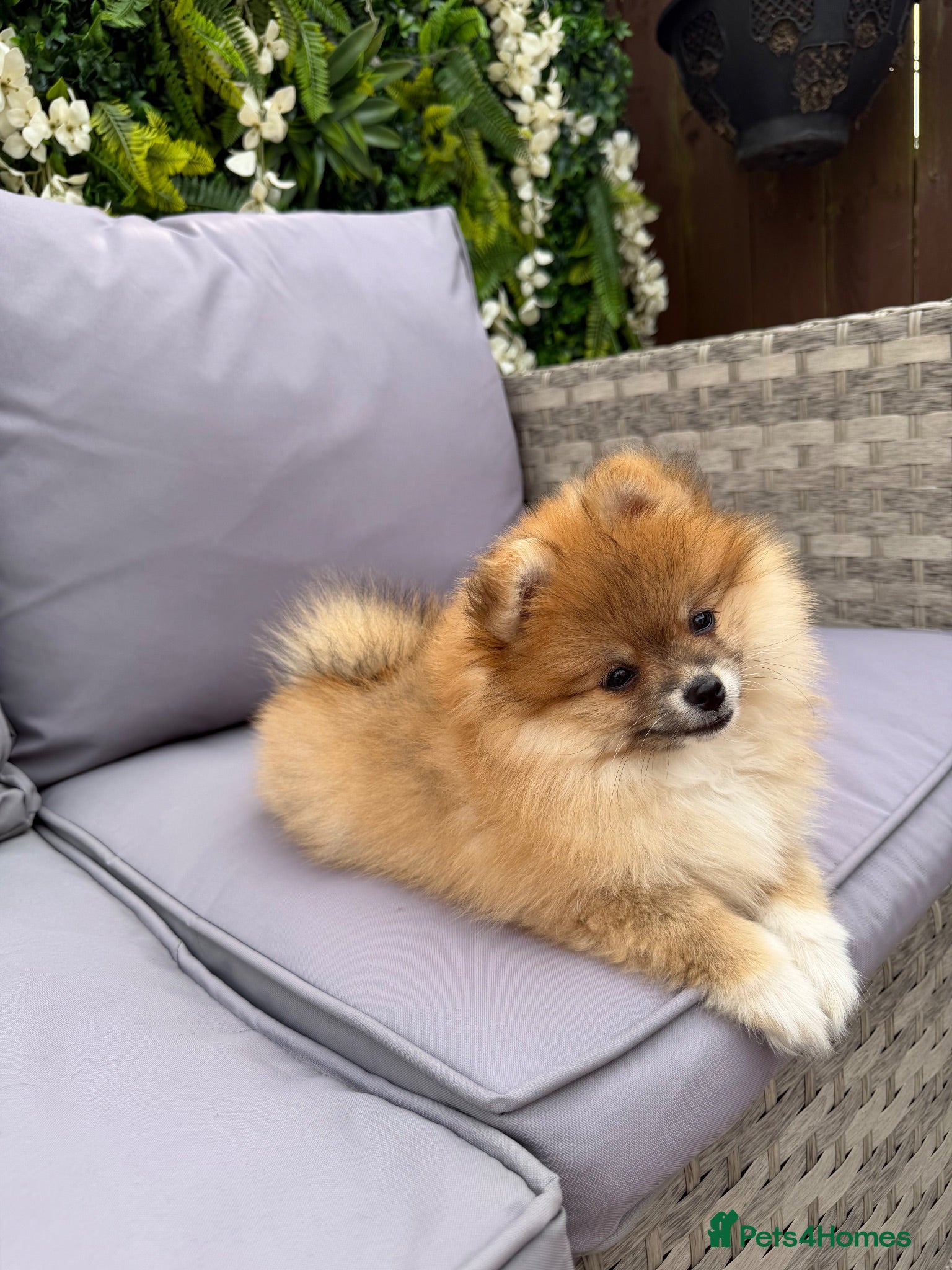 Pomeranian dogs 🧡 KC ORANGE SABLE POMERANIAN GIRL 🧡 - Advert 6