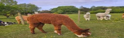 Alpaca livestock for sale: Four super BAS registered females for sale - Advert 6