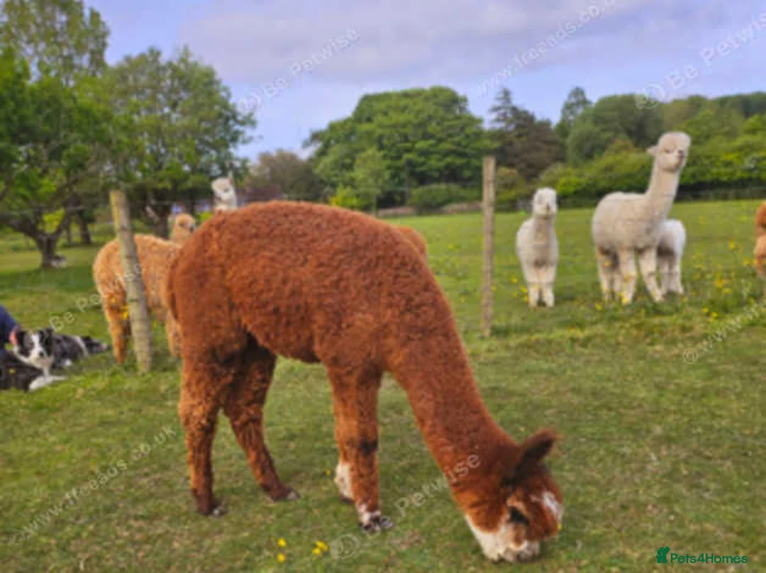 Alpaca livestock for sale: Four super BAS registered females for sale - Advert 6