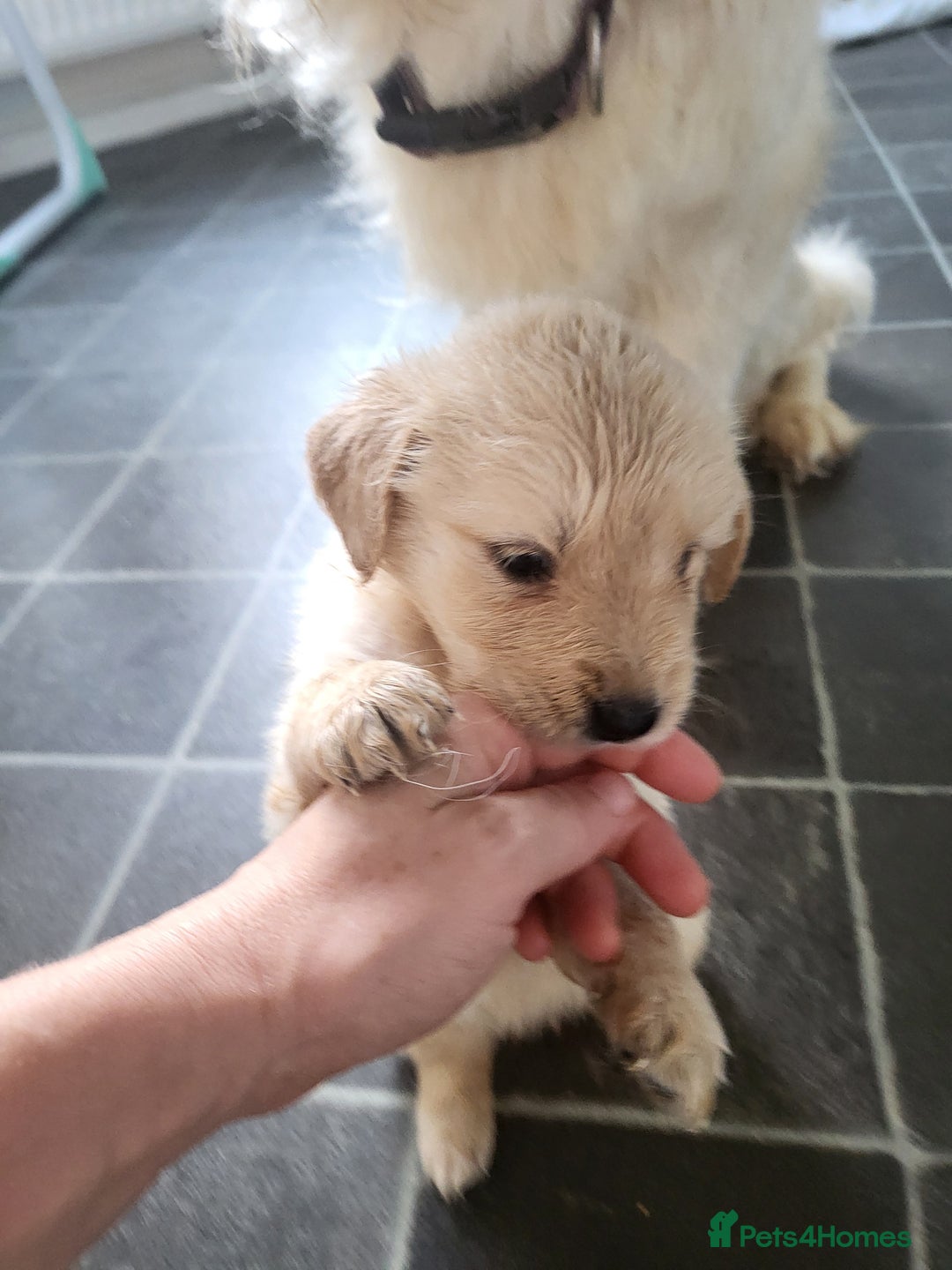 Golden Retriever dogs for sale: Golden retriever pups - Image 3