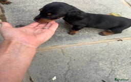 Miniature Dachshund dogs for sale: Beautiful kc registered miniature dachshunds  - Image 16