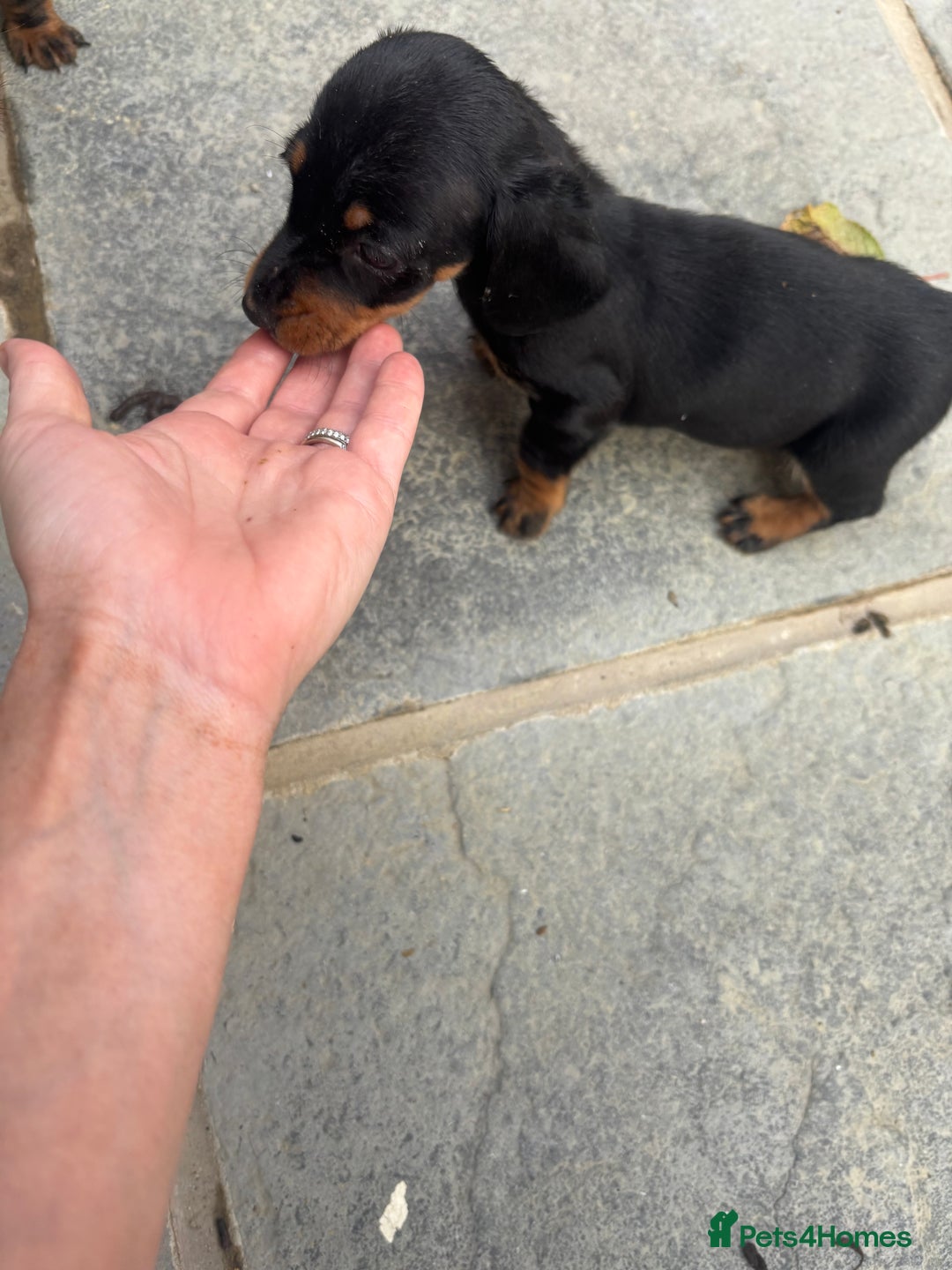 Miniature Dachshund dogs for sale: Beautiful kc registered miniature dachshunds  - Image 16