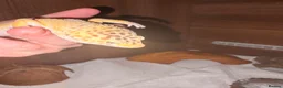 Gecko reptiles for sale: Leopard gecko - Advert 3