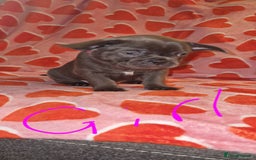 Frug dogs for sale: 6 beautiful frug puppies.  - Image 33