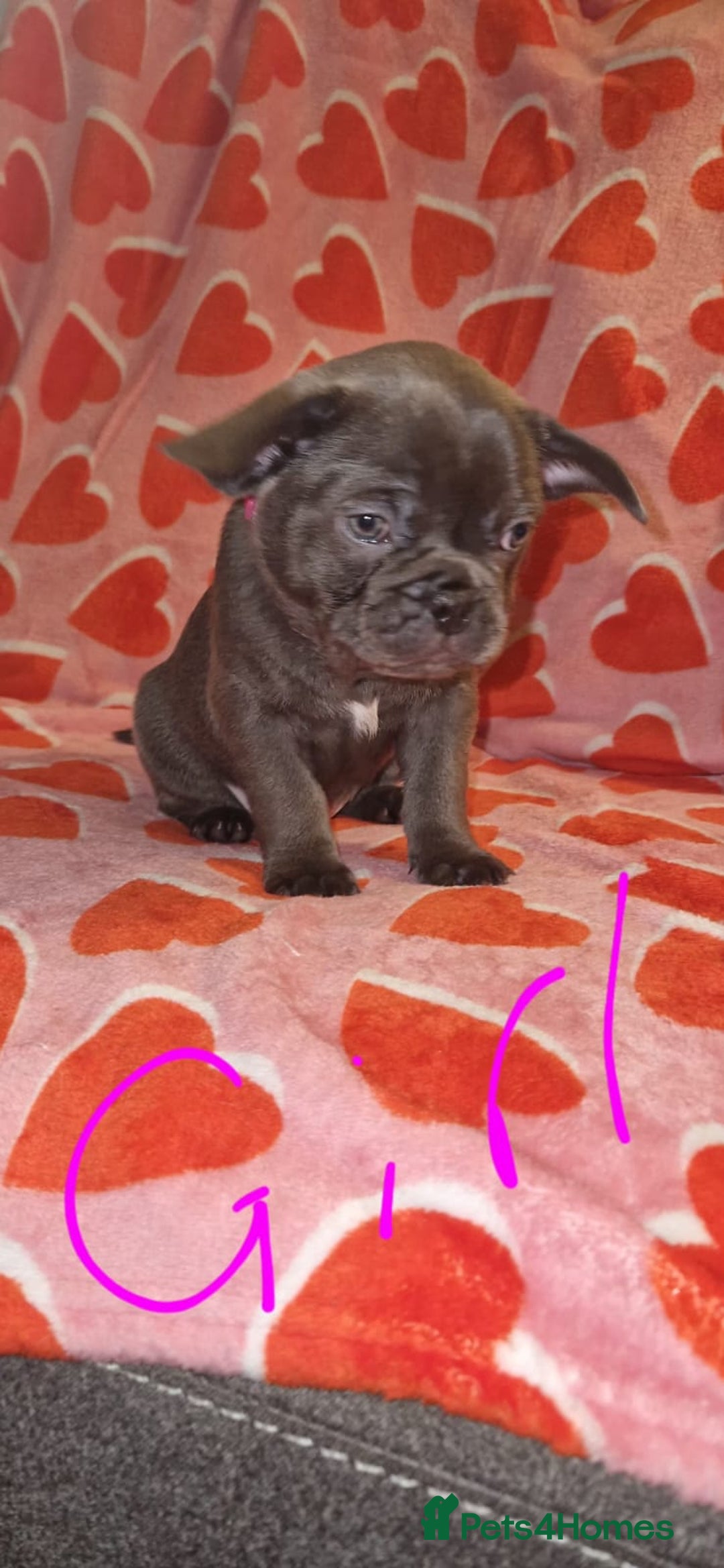 Frug dogs for sale: 6 beautiful frug puppies.  - Image 33