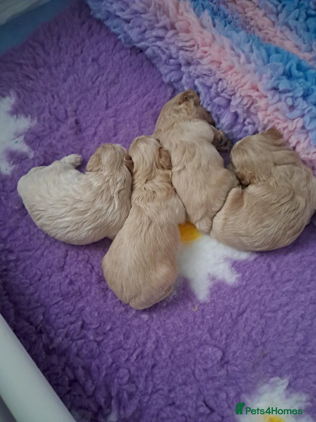 Maltipoo dogs for sale: Beautiful Maltipoo Pups - Advert 2