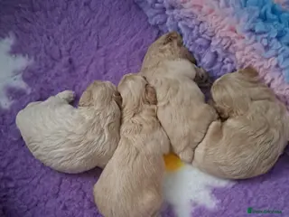 Maltipoo dogs Beautiful Maltipoo Pups - Advert 12