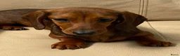 Dachshund dogs for sale: Miniature Dachshund - Advert 1
