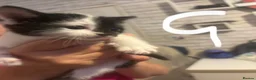 British Shorthair cats for sale: Beautiful black and white kittens with mum  in Swanley - Advert 9