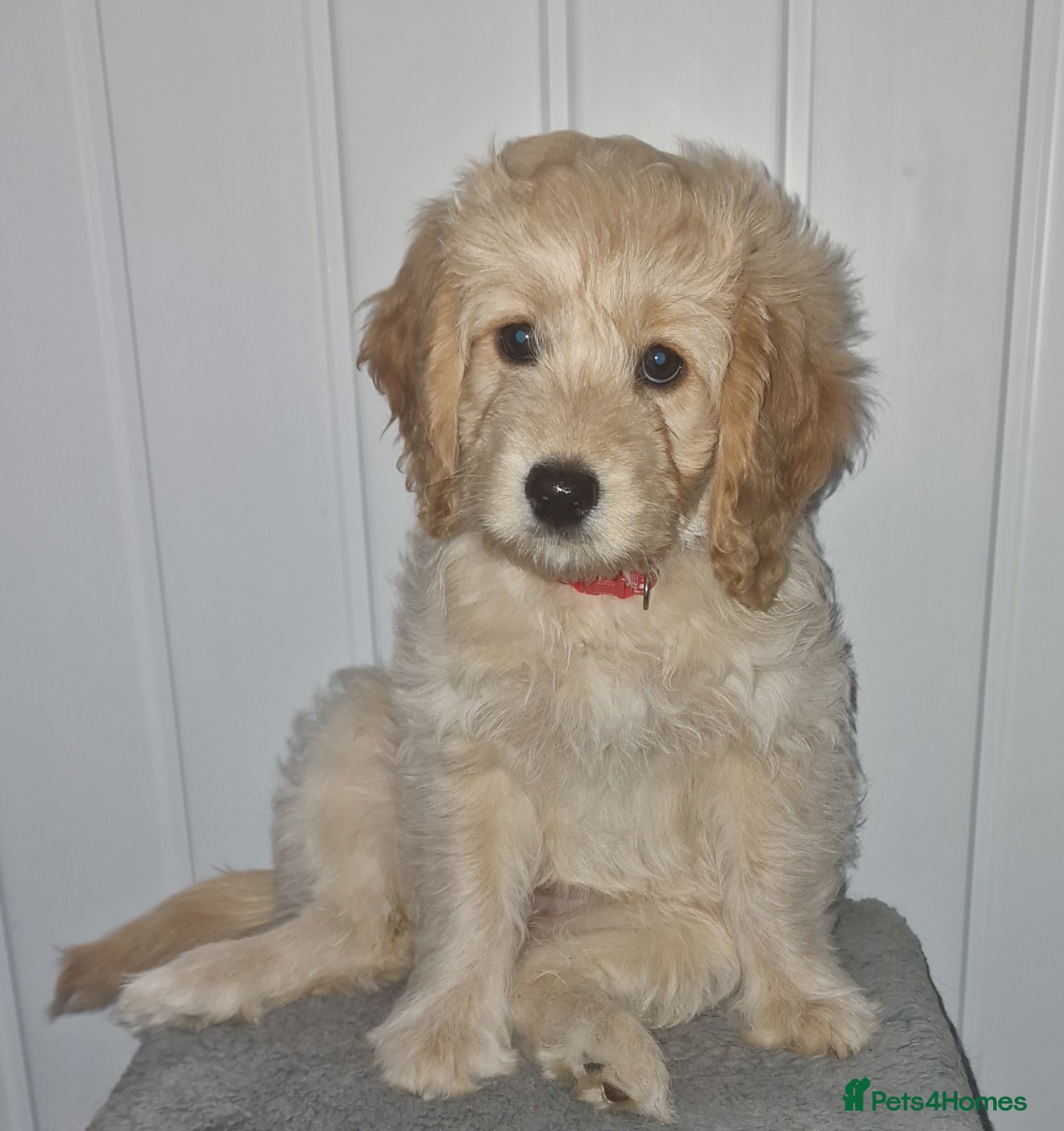 Cockapoo dogs (Reduced) 1 Beautiful F1b Cockapoo puppy For Sale - Advert 13