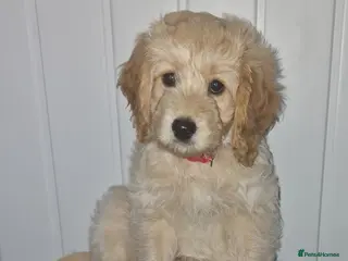 Cockapoo dogs (Reduced) 1 Beautiful F1b Cockapoo puppy For Sale - Advert 13