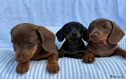 Miniature Dachshund dogs for sale: Kc Registered miniature dachshund  - Image 7