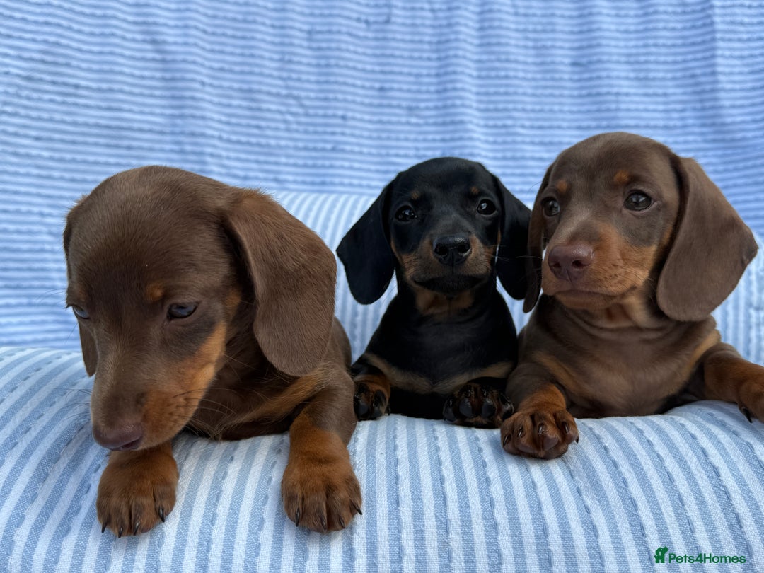 Miniature Dachshund dogs for sale: Kc Registered miniature dachshund  - Image 7