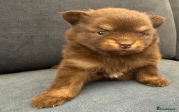 Pomchi dogs for sale: Stunning little loving girl - Image 3