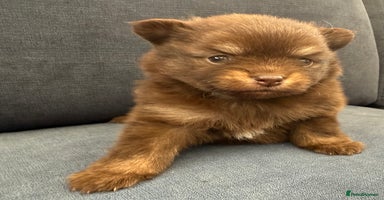 Pomchi dogs - Advert 3