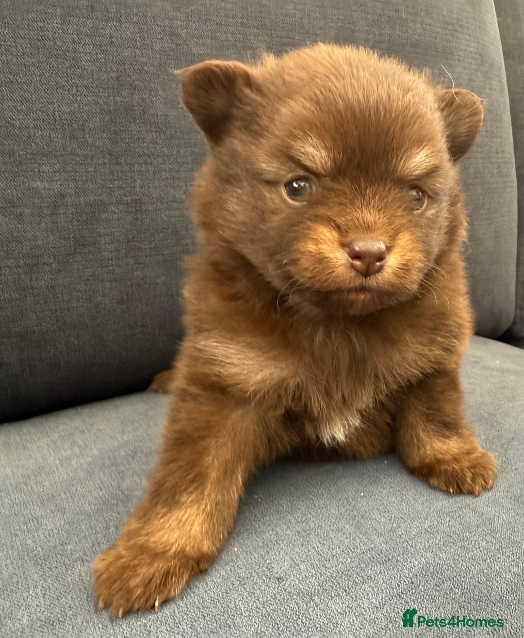 Pomchi dogs for sale: Stunning little loving girl - Image 3