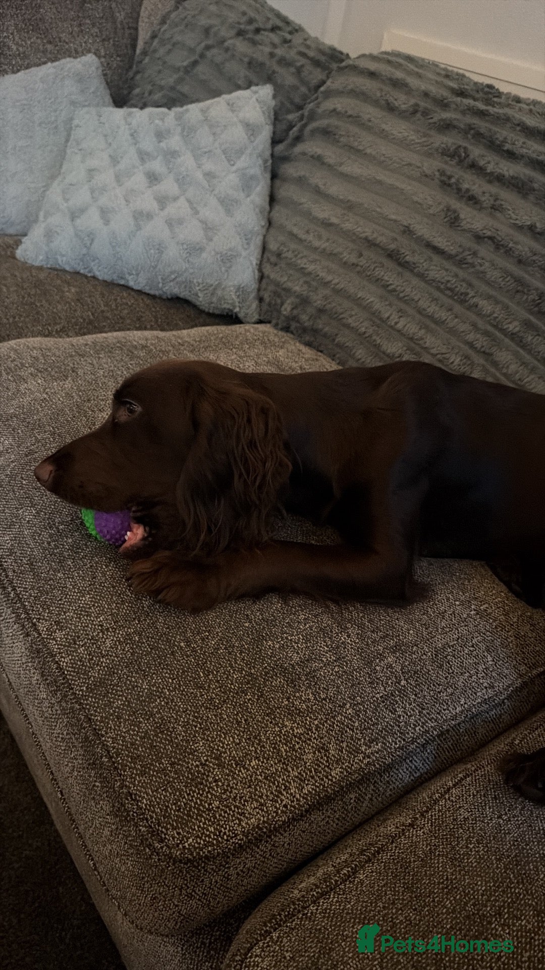 Cocker Spaniel dogs 15 month Cocker spaniel Girl  - Advert 2