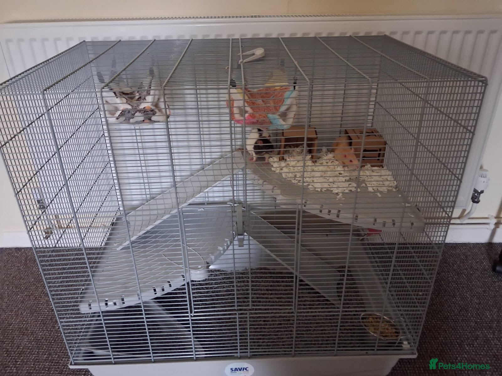 Rat rodents Rats  - Advert 1
