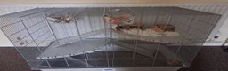 Rat rodents for sale: Rats  in Newtown - Advert 1