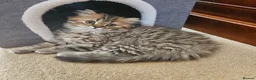 Scottish Fold cats for sale: Adorable Scottish Fold Straight Ear Tabby Kittens  - Advert 20