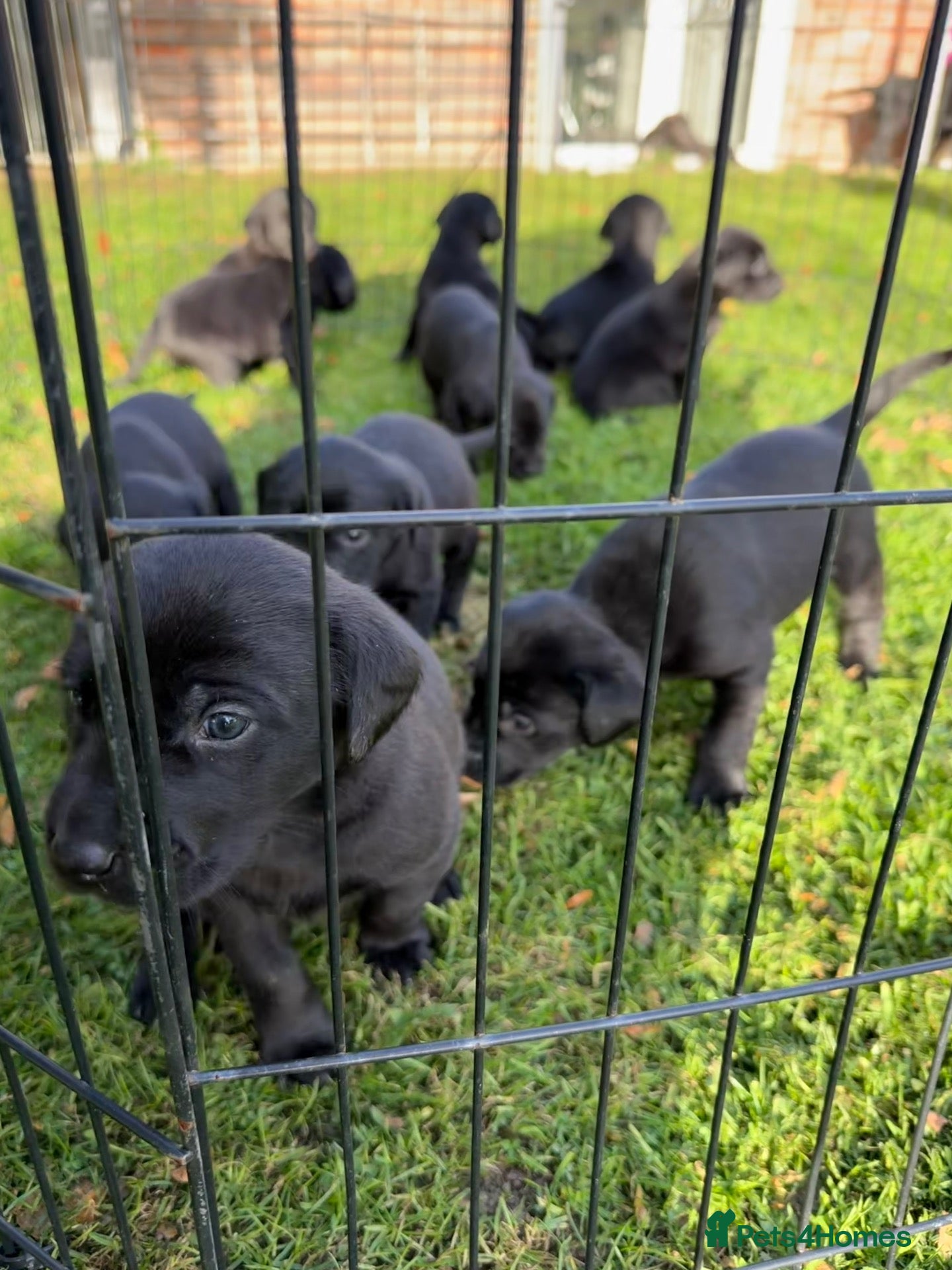 Labrador Retriever dogs 🐾 EXQUISITE BLACK LABRADOR PUPPIES 🐾 - Advert 18
