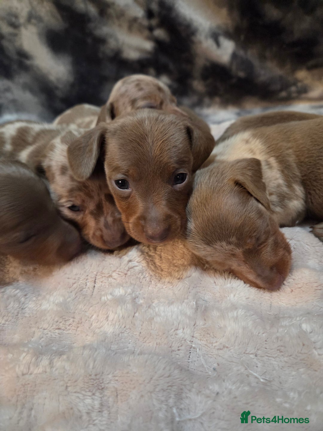 Miniature Dachshund dogs for sale: Miniature dachshund pups KC Reg - Advert 17