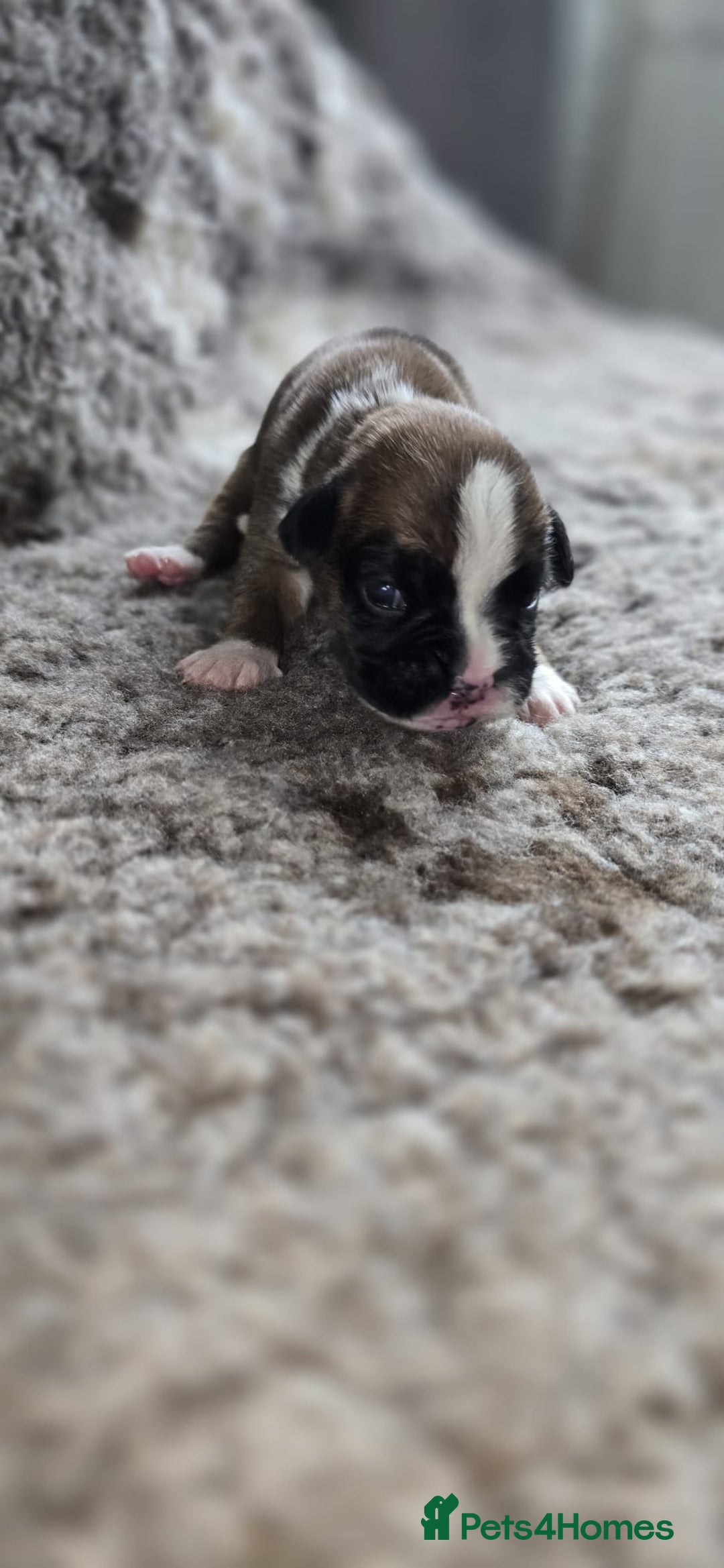 Boxer dogs for sale: Boxer puppies - Image 19