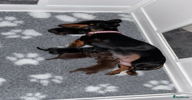 Miniature Dachshund dogs - Advert 1