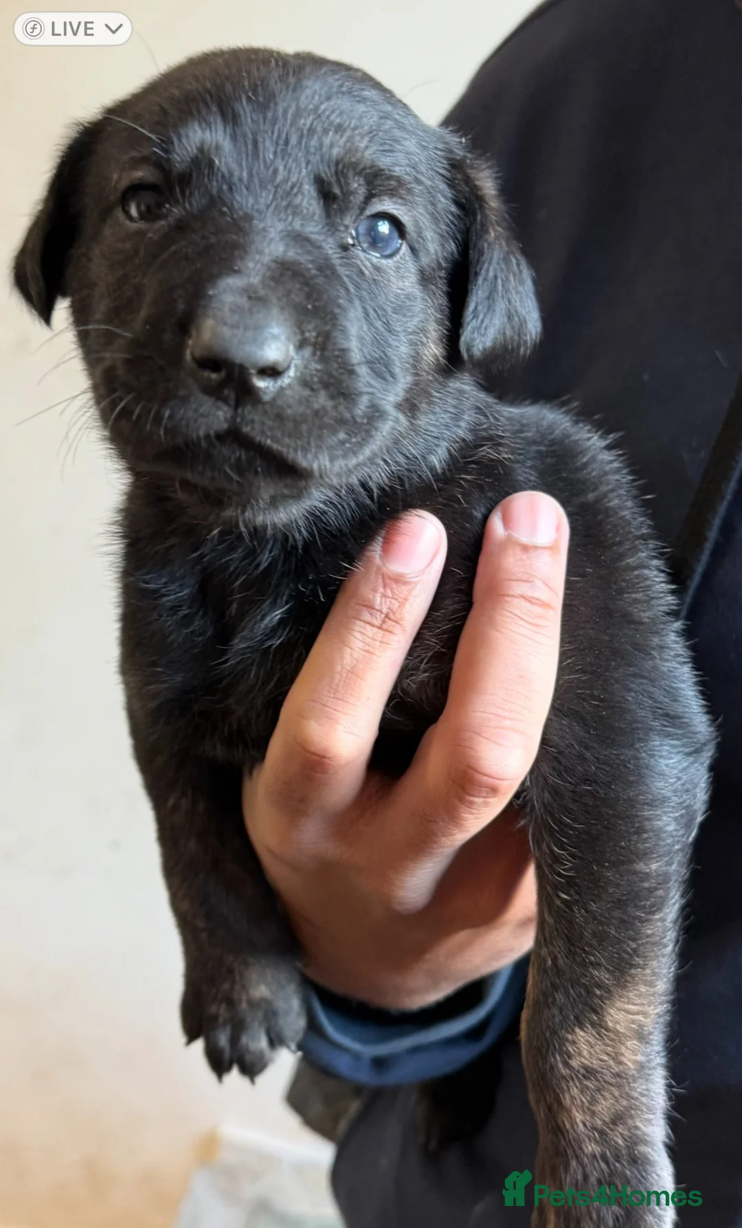 Belgian Shepherd Dog dogs for sale: Belgian Malinois pups 4 weeks old - Advert 3
