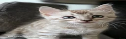 Bengal cats for sale: Rare Cashmere & Short Hair Bengals  - Advert 15