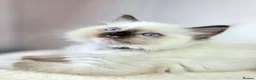 Ragdoll cats for sale: GCCF Ragdoll Sealpoint Mitted kitten - Advert 16