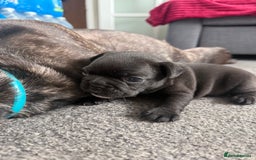 French Bulldog dogs for sale: French bulldog puppies looking for loving homes  - Image 26