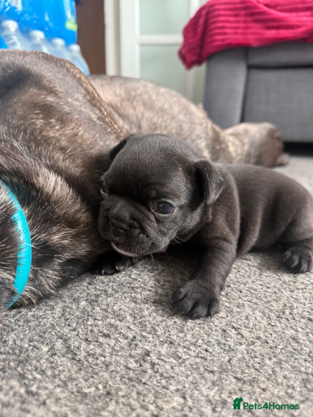 French Bulldog dogs for sale: French bulldog puppies looking for loving homes  - Image 26