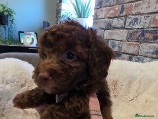 Cockapoo dogs - Advert 1