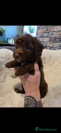 Cockapoo dogs - Advert 3