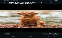 Labrador Retriever dogs for sale: Fully Health Tested KC Fox Red Labrador Puppies in York - Image 4