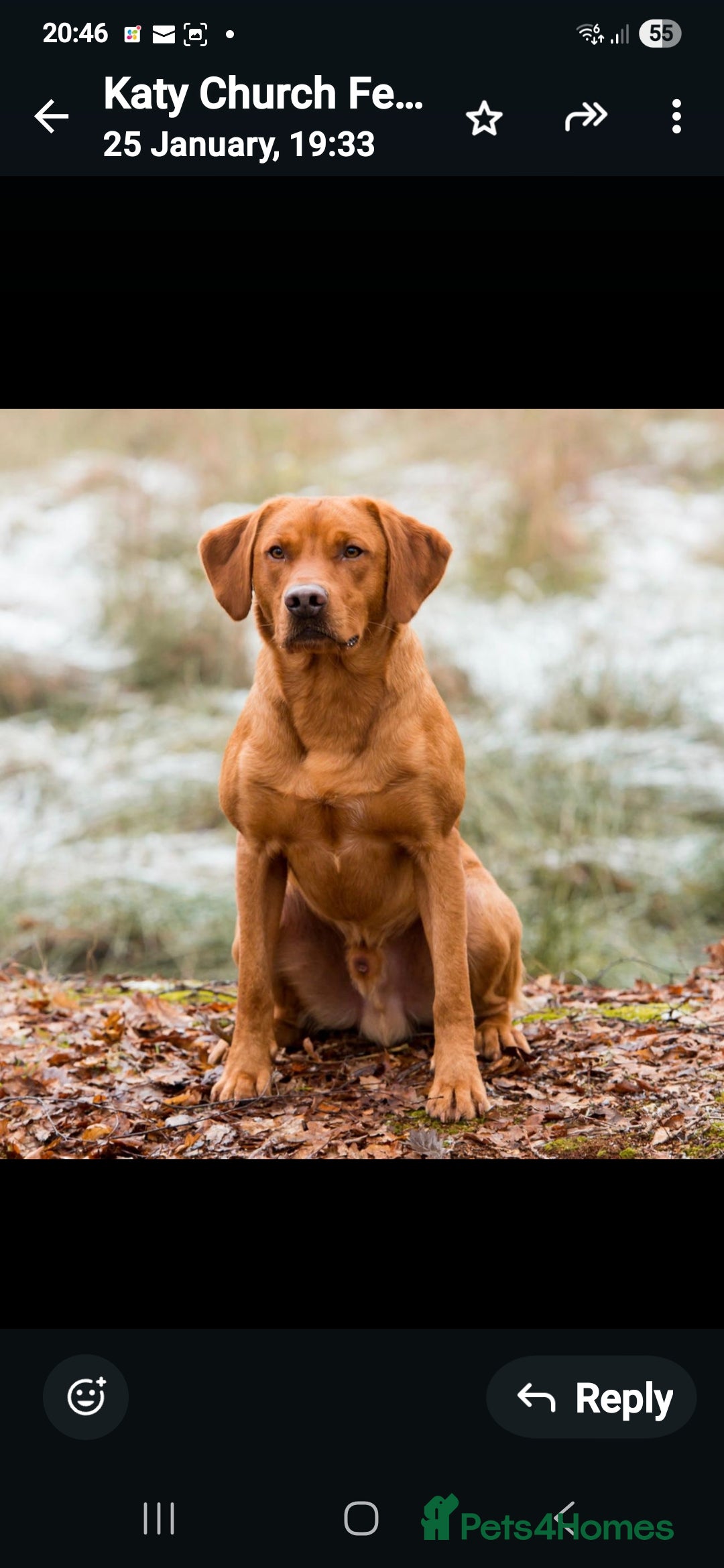 Labrador Retriever dogs for sale: Fully Health Tested KC Fox Red Labrador Puppies in York - Image 4