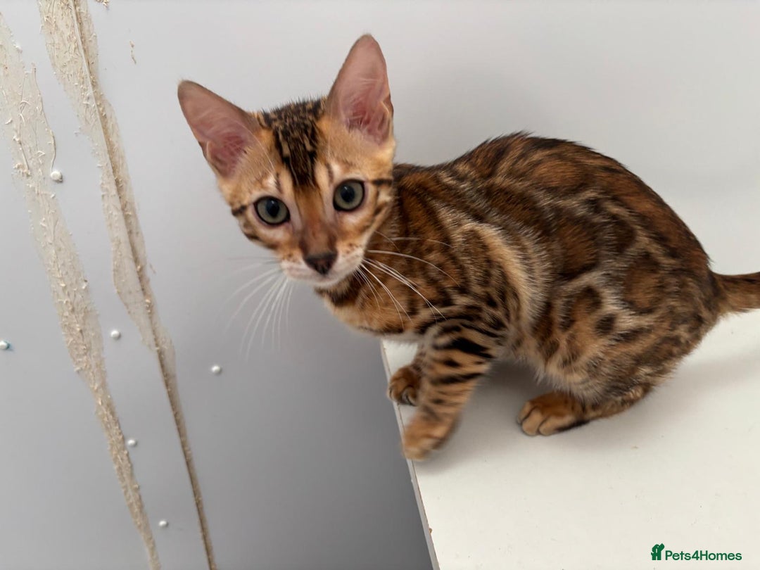 Bengal cats for sale: TICA brown rosetted female bengal kittens - Image 9
