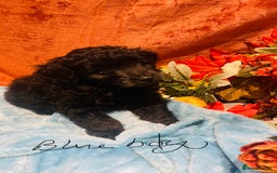 Mixed Breed dogs for sale: Gorgeous cockapoos  - Image 12