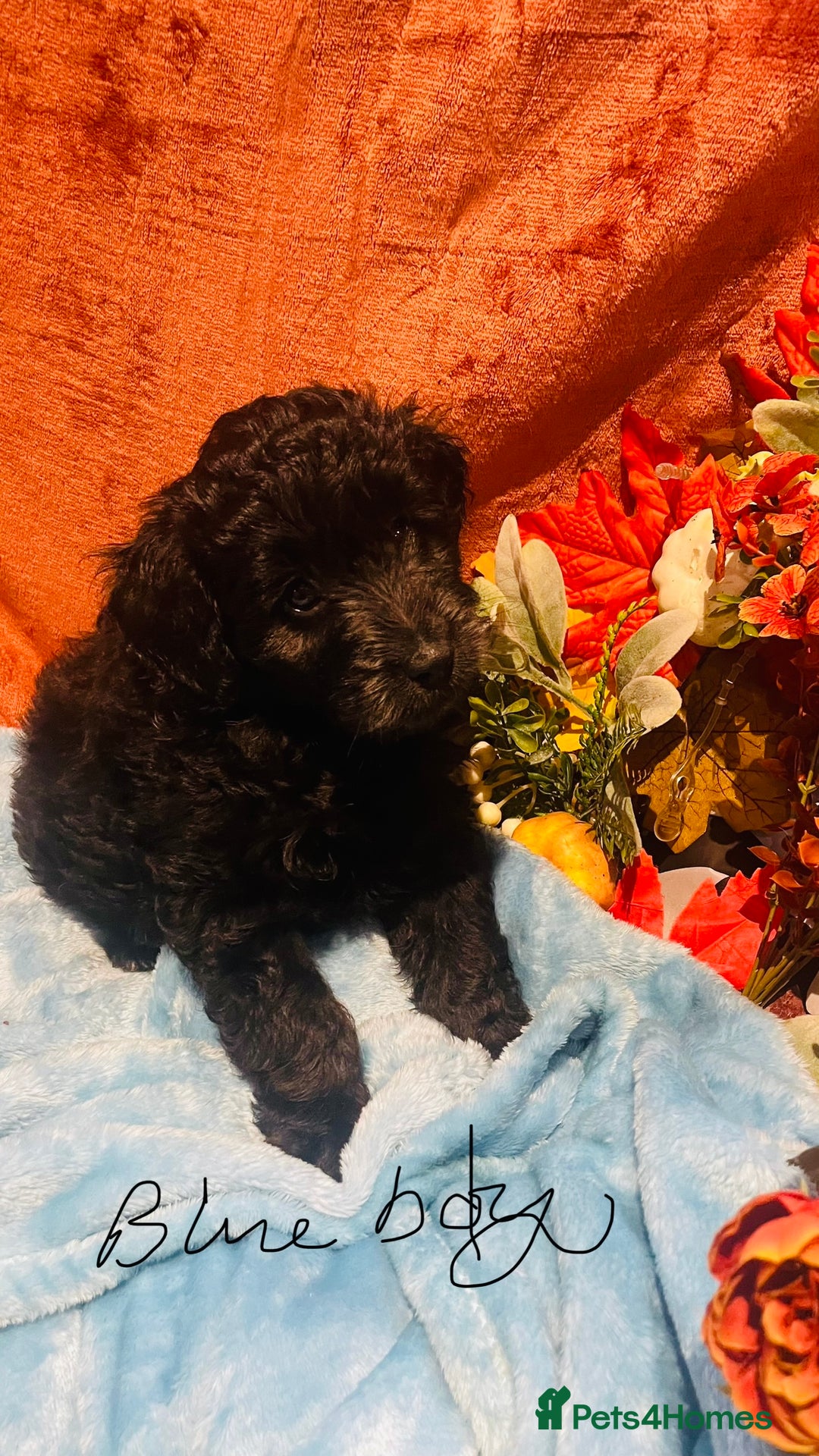 Mixed Breed dogs for sale: Gorgeous cockapoos  - Image 12