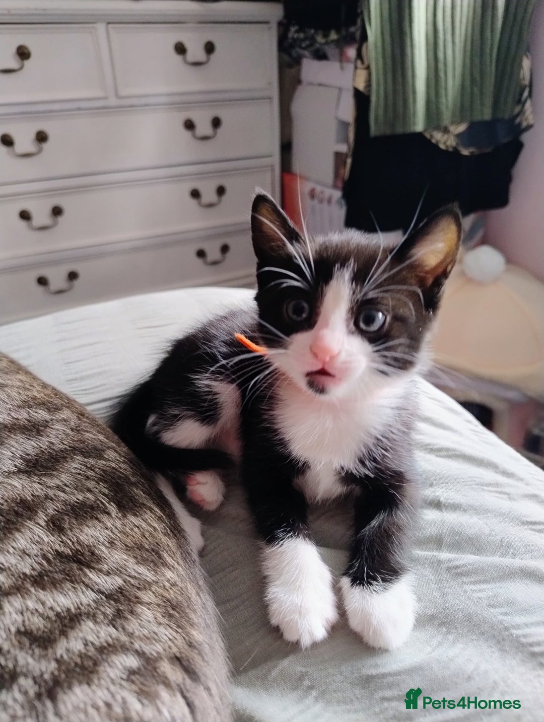 Mixed Breed cats for sale: Beautiful girl - Image 4