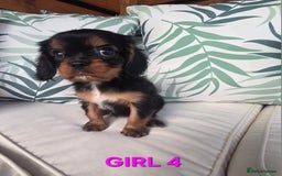 Cavalier King Charles Spaniel dogs for sale: Stunning Cavalier Puppies Ready2Go - Image 13
