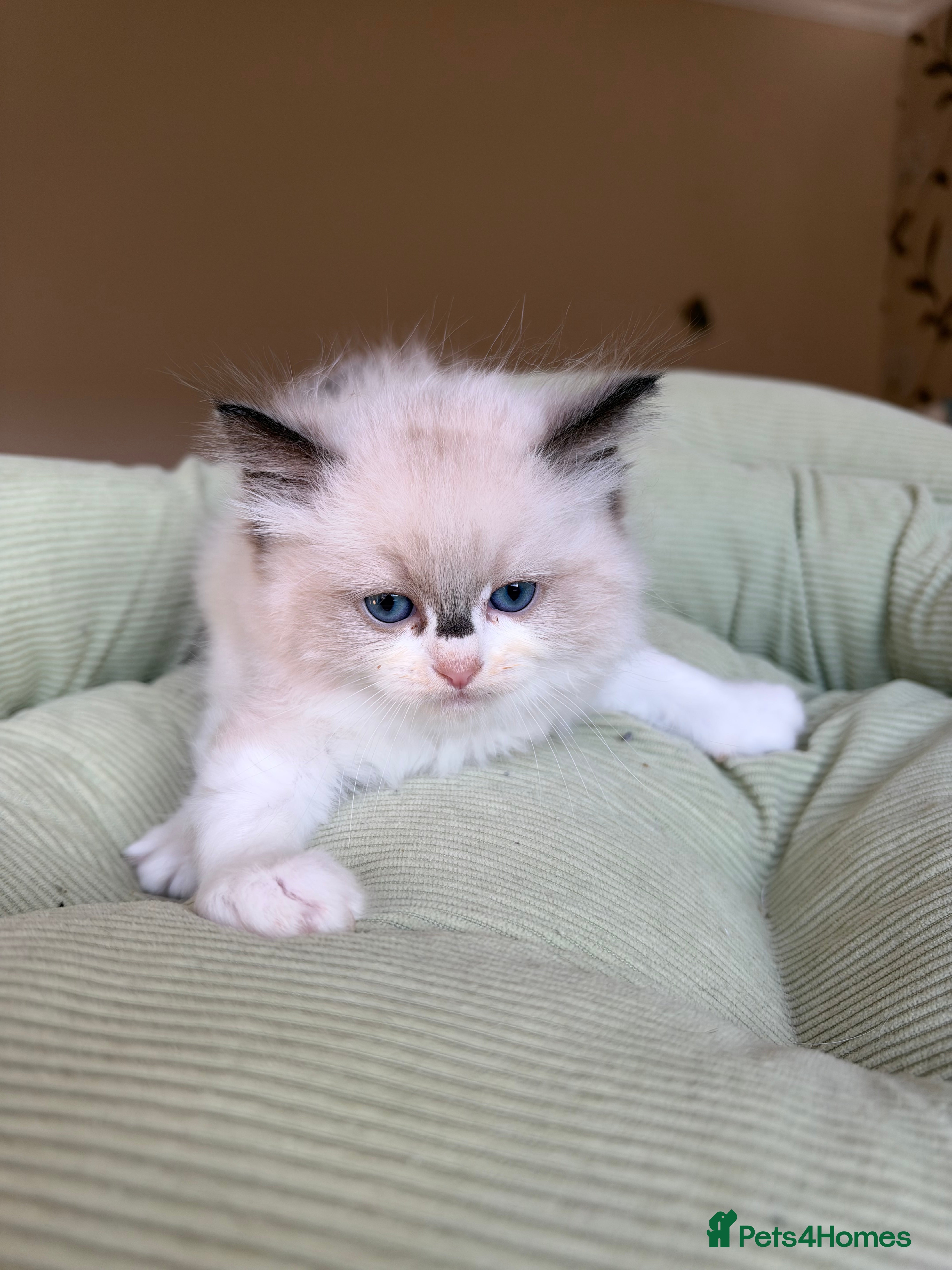 Ragdoll cats for sale: Beautiful TICA Kittens  - Advert 2