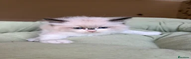 Ragdoll 7