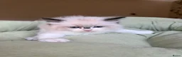 Ragdoll cats for sale: Beautiful TICA Kittens  - Advert 2