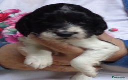 English Springer Spaniel dogs for sale: KC registered Springer Spaniel - Image 1