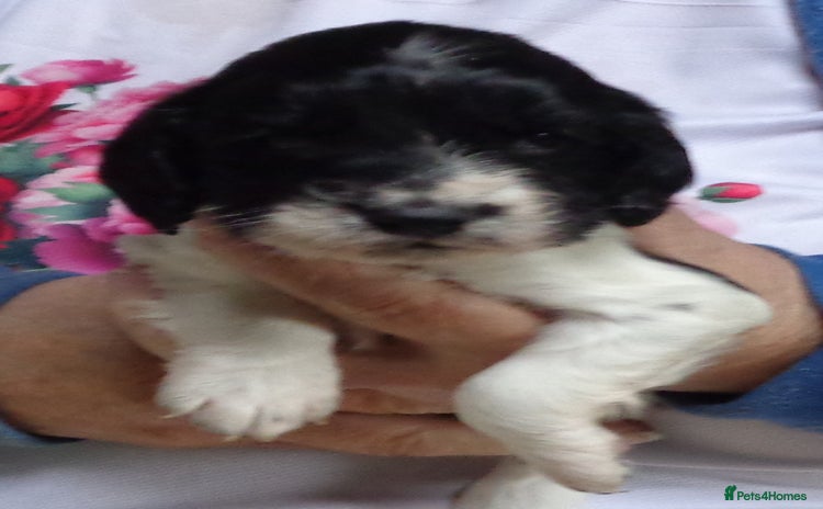 English Springer Spaniel dogs - Advert 5