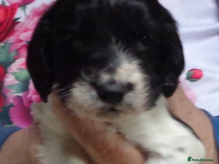 English Springer Spaniel dogs - Advert 4