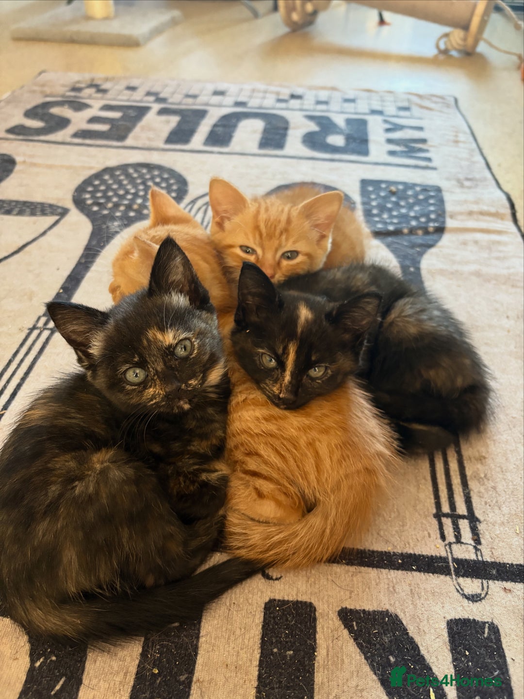 Mixed Breed cats for sale: Kittens For Sale - Image 7