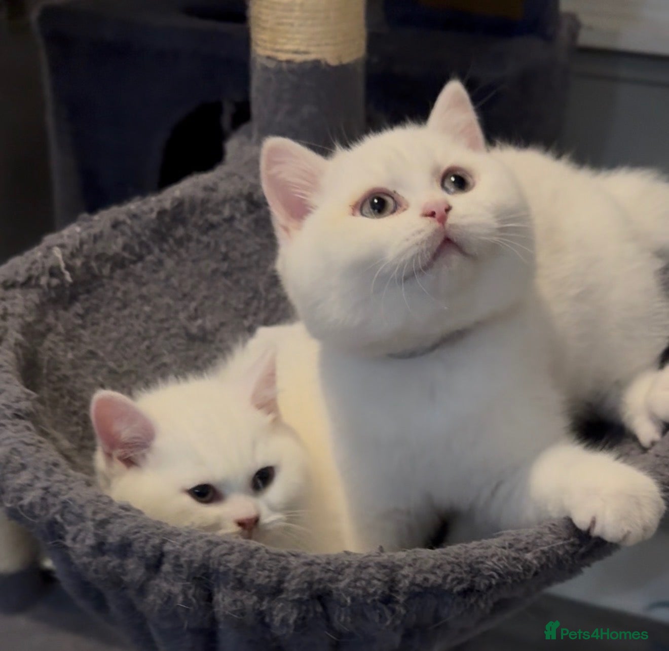 British Shorthair cats for sale: ⭐️GCCF registered British shorthair kittens⭐️ - Advert 2